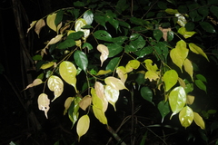 Hopea racophloea